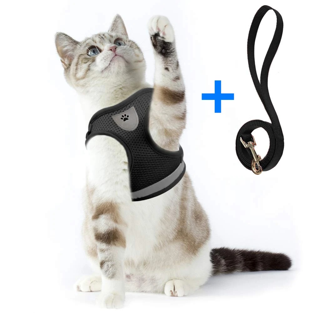 Harnais pour chat anti-fugue avec sa laisse
