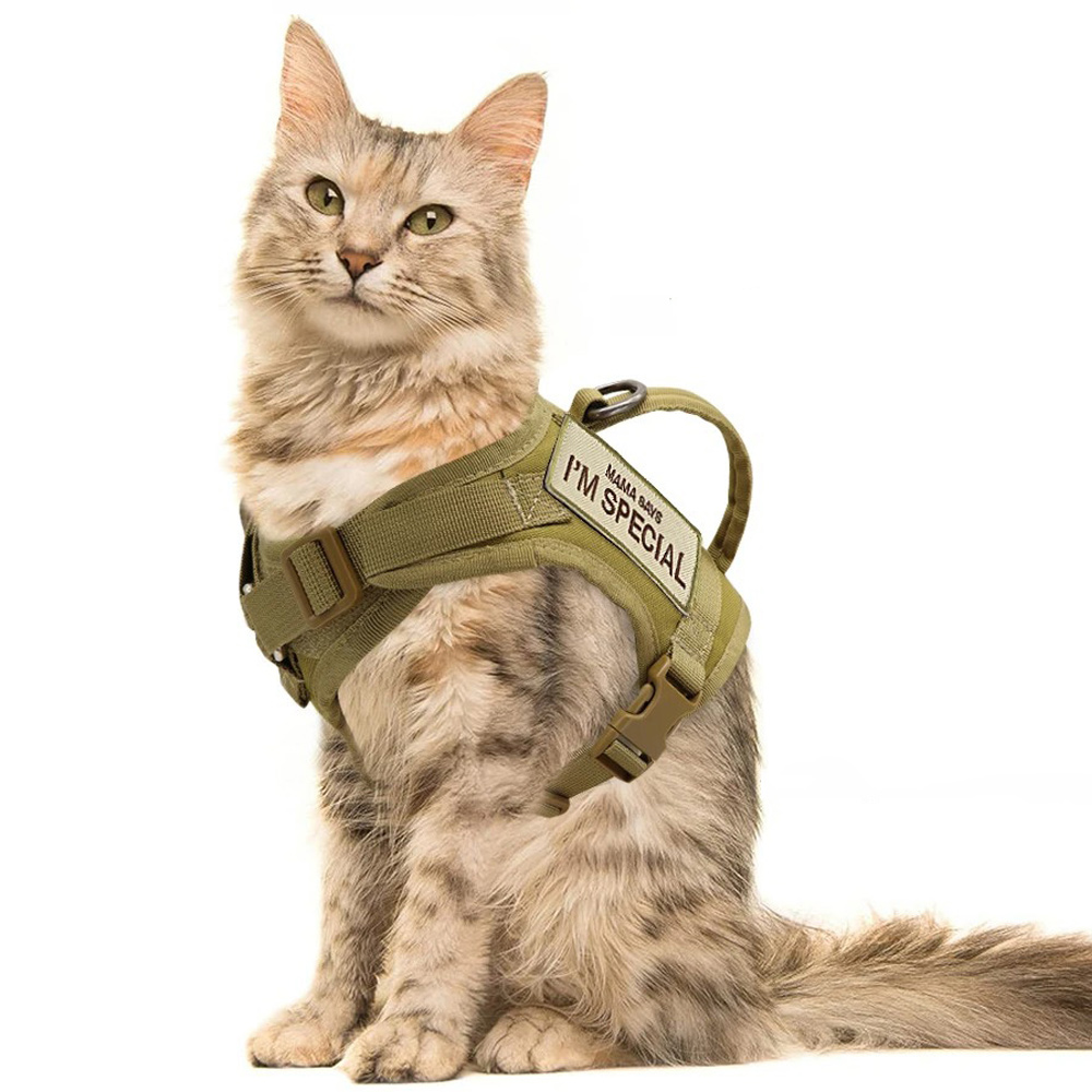 Harnais pour maine coon de couleur beige