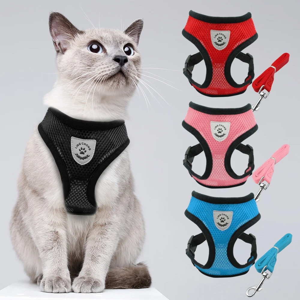 Différentes couleur d'harnais pour chaton
