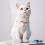 Chat qui porte un Collier pour Chat avec Grelot
