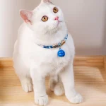 Chat qui porte un Collier avec Grelot pour Chat bleu
