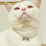Chat qui porte un Collier de Perle pour Chat blanc