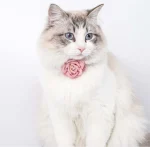 Collier avec fleur rose pour chat