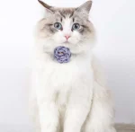 Collier avec fleur pour chat bleu