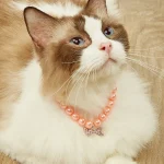 Chat qui porte un Collier de Perle pour Chat rose
