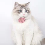 Collier pour chat rose avec fleur