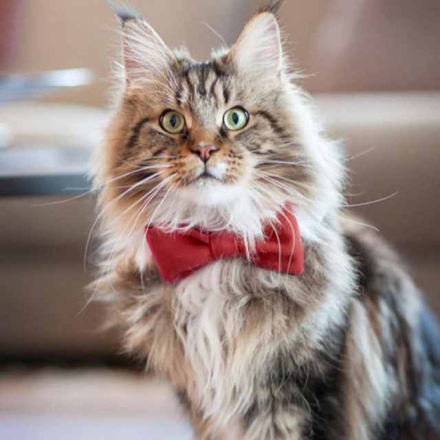 Collier pour chat avec nœud papillon rouge