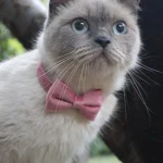Collier pour chat avec noeud papillon