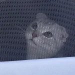 Sac de transport pour chat respirant